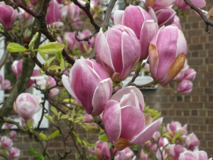 magnolia-soulangiana-flower1